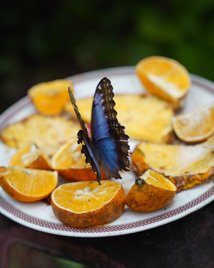 Butterfly Haven El Valle de Anton