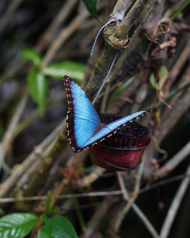 Butterfly Haven El Valle de Anton